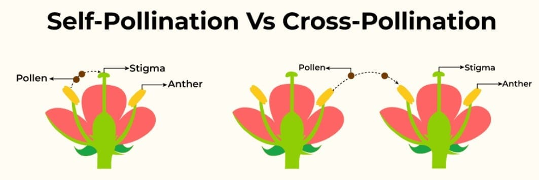 Long Answer Questions