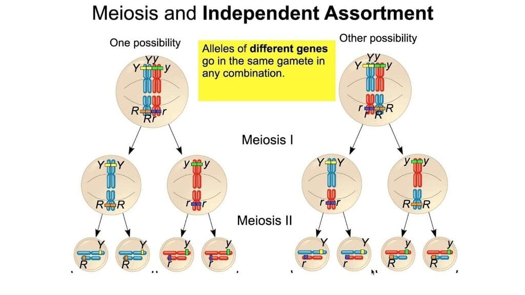 Meiosis and Independent Assortment 