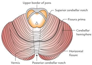 Neuroanatomy - 3 Chapter Notes | Anatomy - NEET PG