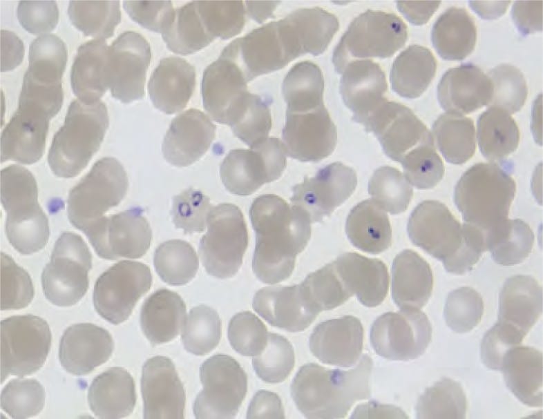 Microscopic organisms