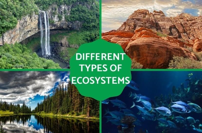 Worksheet: How Nature Works in Harmony | Worksheets with Solutions for Class 8