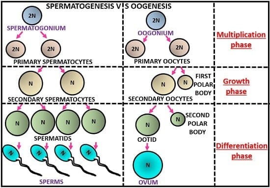 Difference Between Spermatogenesis and Oogenesis (with Comparison Chart) - Biology Reader