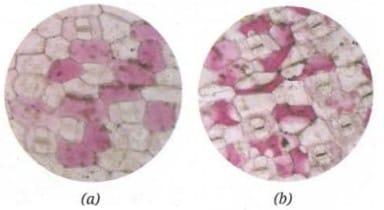 Cradle lily leaf peel cells (a) in water, and (b) in 20 per cent sugar solution