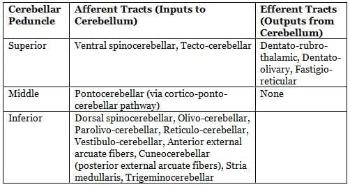 Neuroanatomy - 3 Chapter Notes | Anatomy - NEET PG