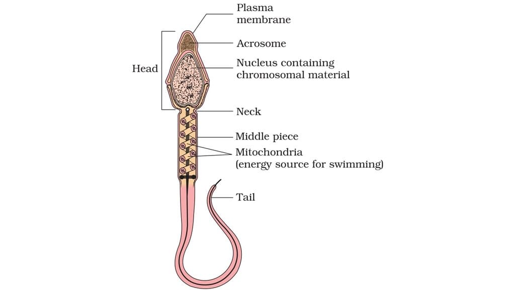 Structure of a Sperm