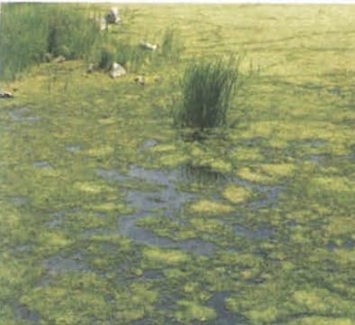 4. Human Impact on Earth`s Processes