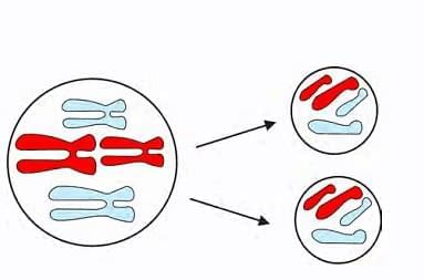 Cell and Cell Organelles Chapter Notes | Biology for SSS 1