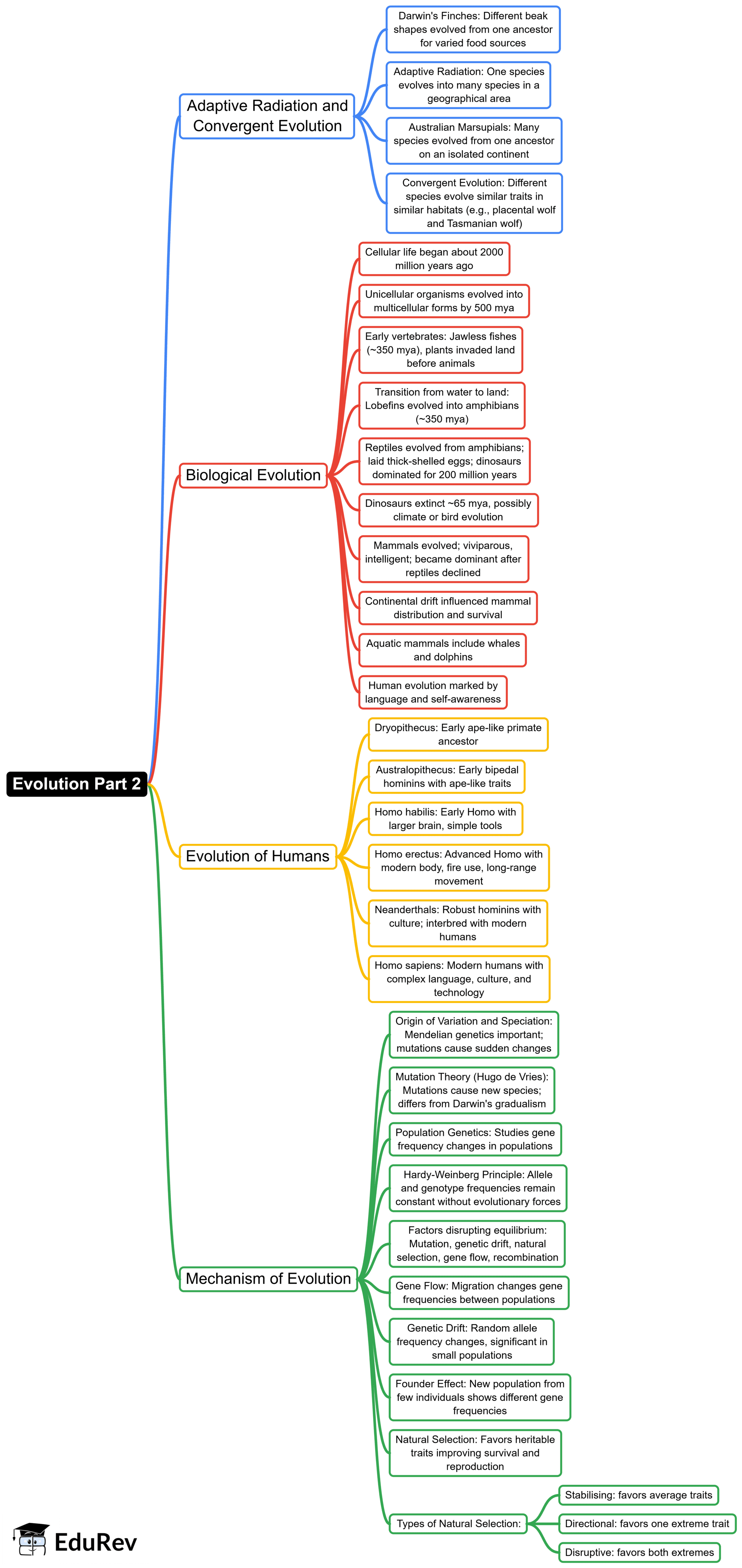 Evolution Mind Map - NEET Biology Class 12 PDF Download