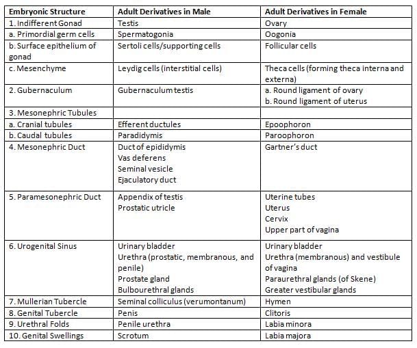 Embryology - 3 Chapter Notes | Anatomy - NEET PG