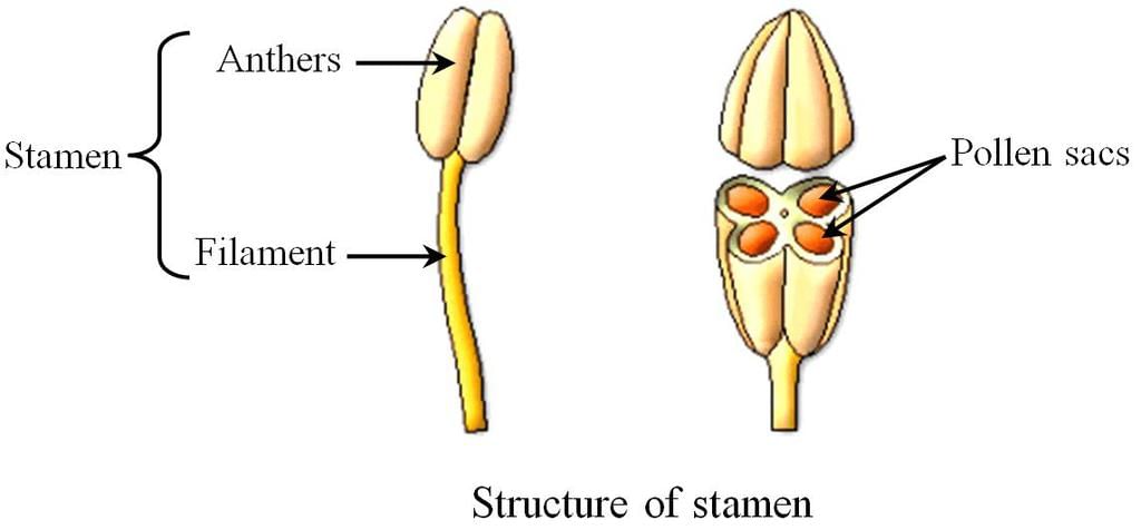 Flower: Parts of a Flower, Importance, Example, Solved Questions