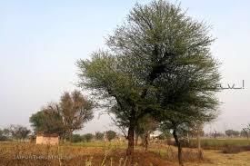 Rajasthan: Flora, Fauna, and Minerals | RPSC Preparation: All subjects - RPSC RAS (Rajasthan)