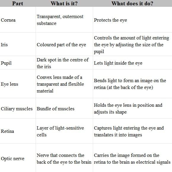 Reflection of Light Chapter Notes | General Science Class 8 (Maharashtra Board)
