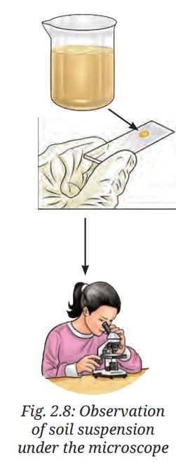 NCERT Based Activity: The Invisible Living World: Beyond Our Naked Eye | Science Curiosity Class 8 -  New NCERT