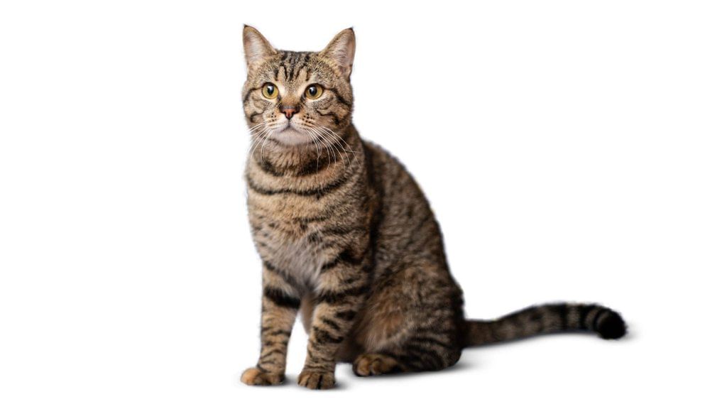 NCERT Solutions for Class 1 English Marigold Unit 3 - One Little Kitten
