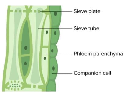 Tissues Class 9 Notes Science Chapter 6