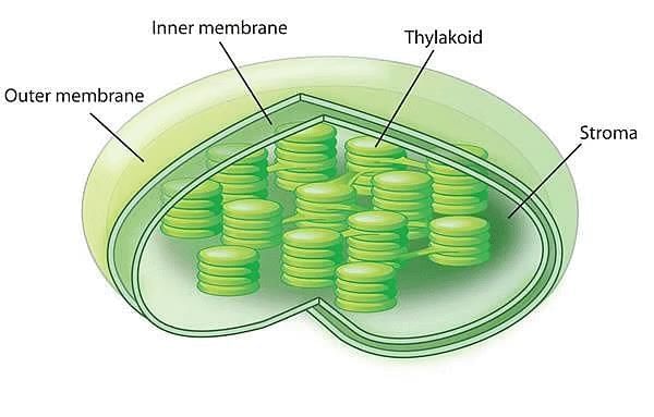 Cell and Cell Organelles Chapter Notes | Biology for SSS 1