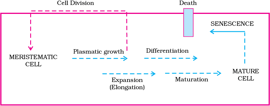 Cheat Sheet : Plant Growth and Development | Biology Class 11 - NEET