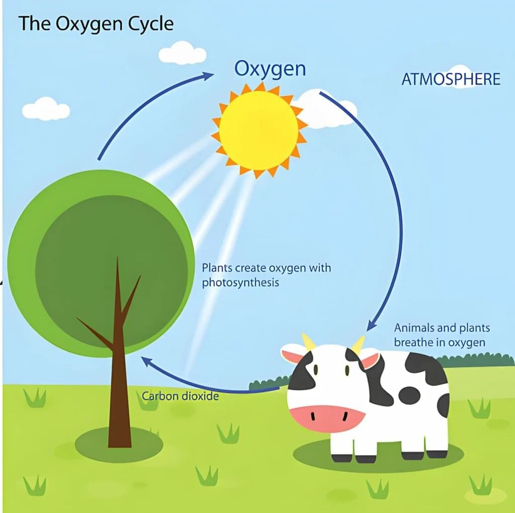 Our Environment Class 3 Notes Science