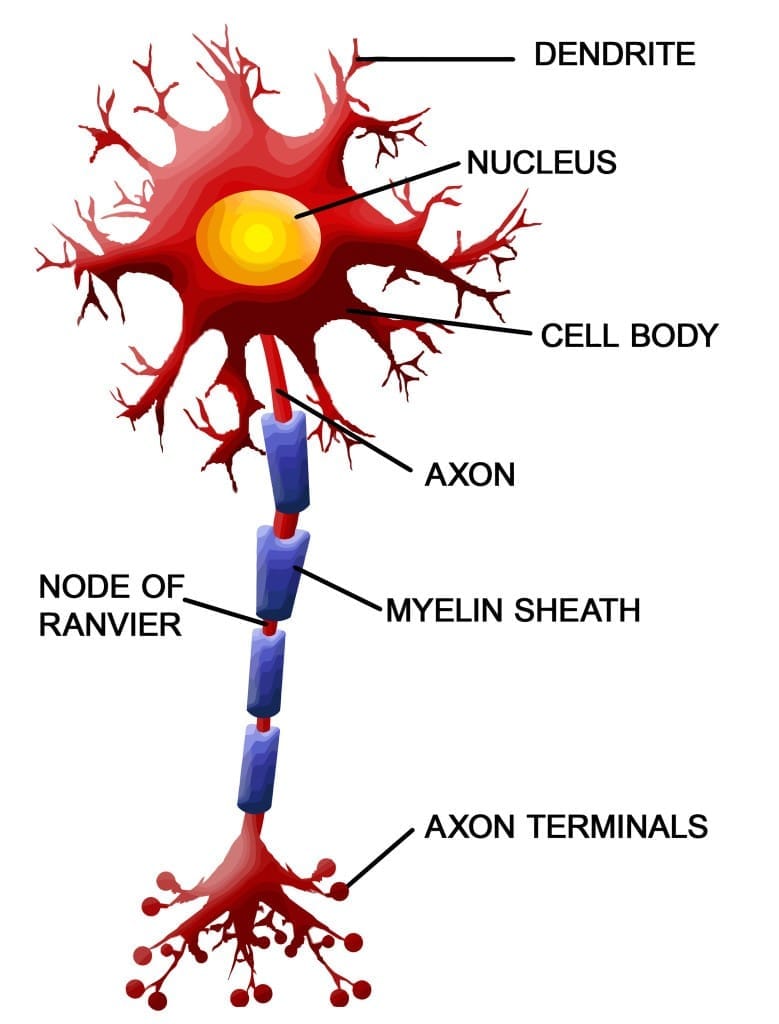 3.3.4 Nervous Tissue - How does the body sense, communicate and respond?