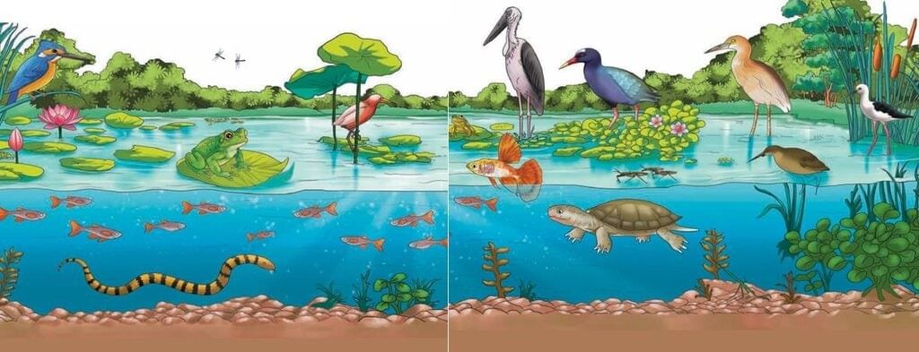 Water—The Essence of Life Chapter Notes | Our Wondrous World  Class 5 - New NCERT