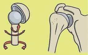 Worksheet: Skeletal & Muscular System - 2 | Science Class 5