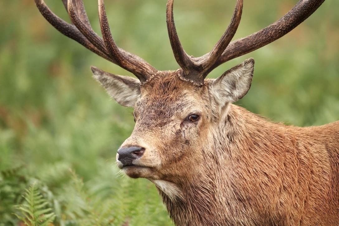 Kashmir stag