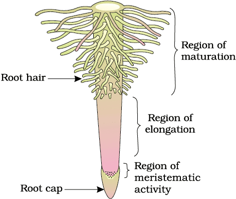 Cheat Sheet: Morphology of Flowering Plants | Biology Class 11 - NEET