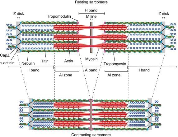 Sarcomere - an overview | ScienceDirect Topics