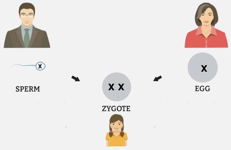 Unit Test (Solutions): Heredity | Science Class 10