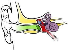 Skeletal and Muscular System - 1 Class 5 Worksheet Science