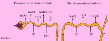 NEET Previous Year Questions (2016-2025): Excretory Products & their Elimination | Biology Class 11