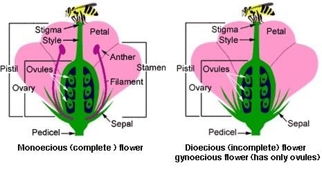 Anim Agriculture Technology: Monoecious and Dioecious Plants