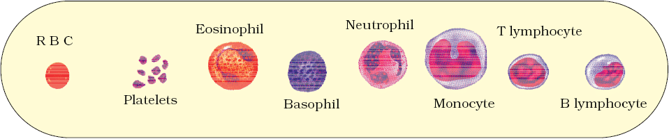 Cheat Sheet : Body Fluids and Circulation | Biology Class 11 - NEET