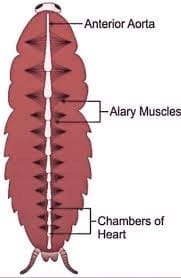 Circulatory System of Cockroach