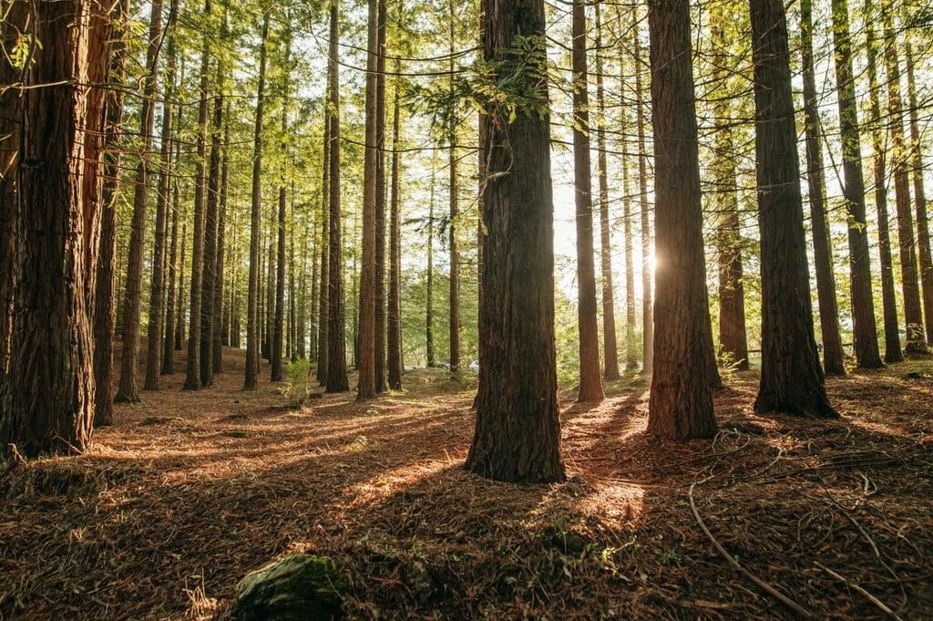 Important Words: Getting to Know Plants | EVS Class 3: The World around us (Our Wondrous World)
