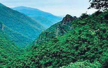 Forests of Odisha | Odisha State PSC (OPSC): Preparation - OPSC OCS (Odisha)