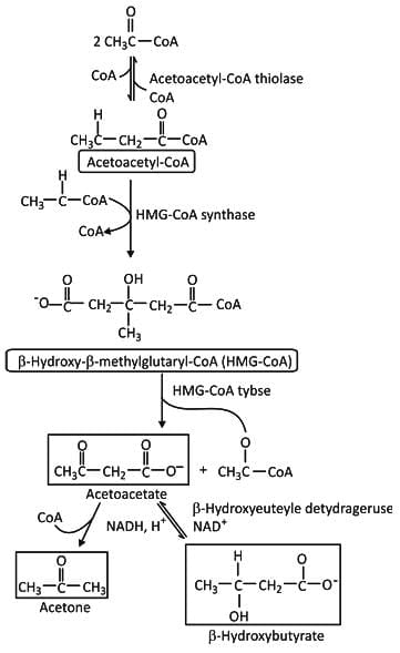 Fatty Acid Oxidation - Competitive Examinations PDF Download