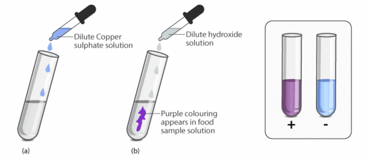 3. Test for Proteins