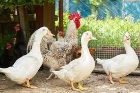 Livestock - 1 Class 4 Worksheet SST