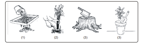 NCERT Solutions for Class 9 English - The Solitary Reaper