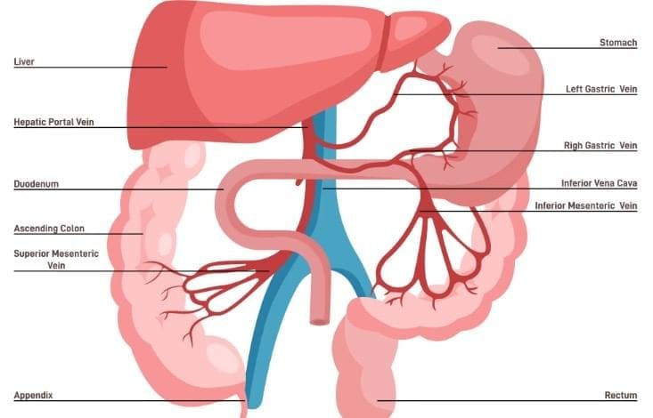 Revision Notes: The Circulatory System | Basic Science for JSS 3