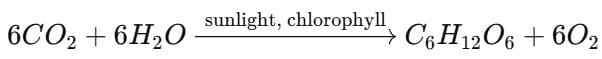 Class 7 Science Chapter 1 Question Answers - Nutrition in Plants