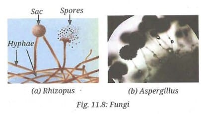 Activity 11.3 : Let us experiment 
