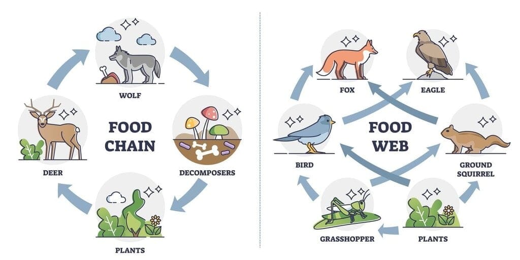 Food chain and food web