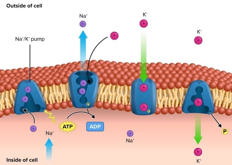 Membrane Transport: Na+/K+ ATPase