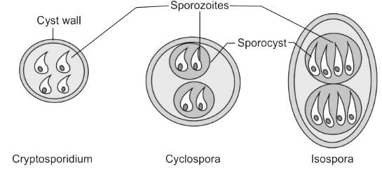 Coccidian Parasites Chapter Notes | Microbiology - NEET PG