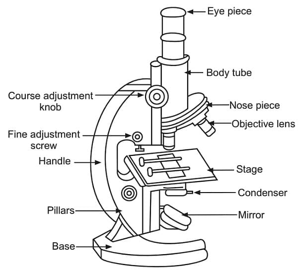 The Fundamental Unit of Life Class 9 Notes Science Chapter 5