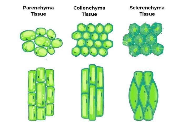 Types of Simple Tissues in Plants