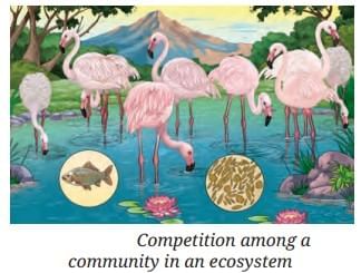 How Nature Works in Harmony Chapter Notes | Chapter Notes For Class 8