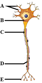 The given figure shows the structure of a neuron. Select the option that  correctly identifies the parts labelled as A to E.